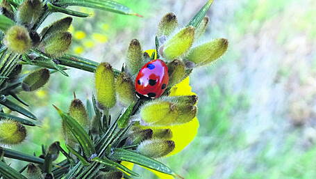 WILDLIFE: Spotting lovely ladybirds Image