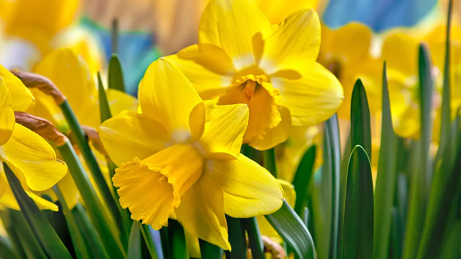 Five things to do in West Cork this weekend Image