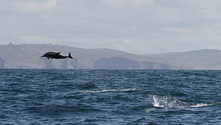 Marine group wants more areas around coast to have protection Image