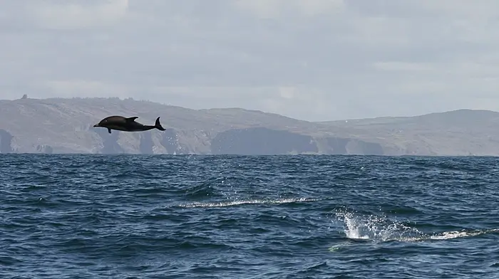 Skibbereen hosts open discussion on marine life Image