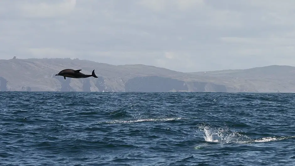 Marine group wants more areas around coast to have protection Image