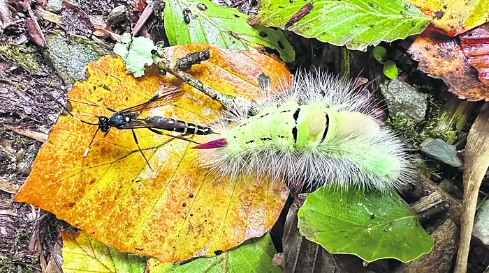 WILDLIFE: Weird and wonderful in West Cork woodlands Image
