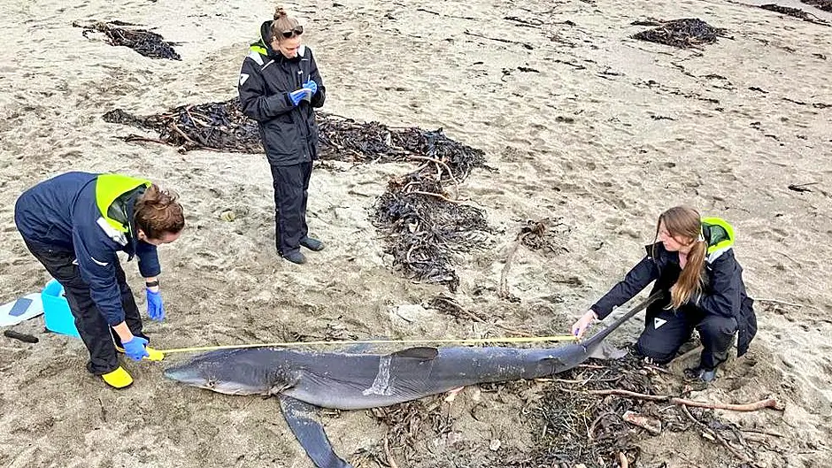 Researchers seek cause after shark washed up on local beach Image