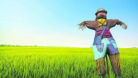 Outstanding in its own field – how the humble scarecrow came to life! Image