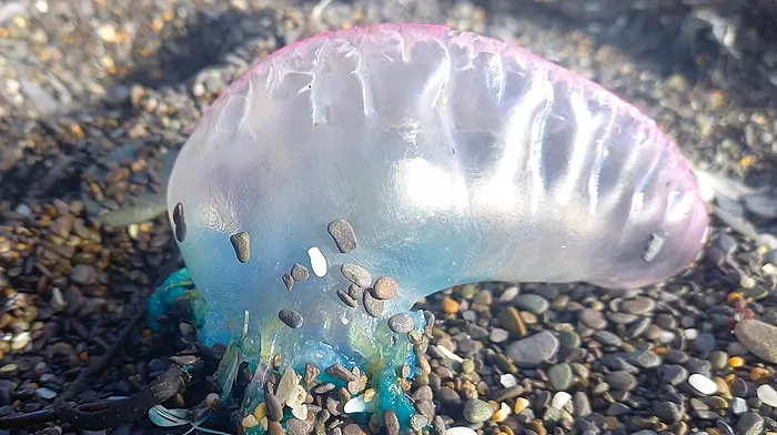 Portuguese man o' war jellyfish spotted on West Cork beaches Image