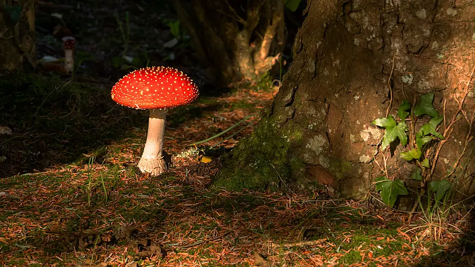 Reader's Picture of the Week Image