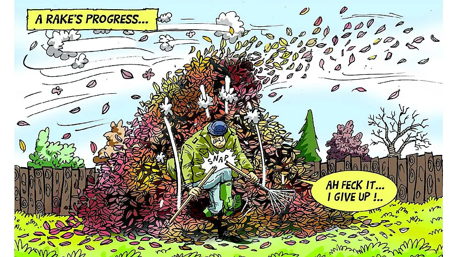 COLM TOBIN: Feeling bombarded by mother nature’s falling feathers? Just leaf it with me! Image