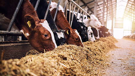 Around 8% of farmers dont have enough winter feed Image