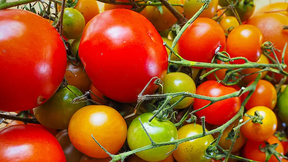 GARDENING: Sprout new ideas in time of reflection Image