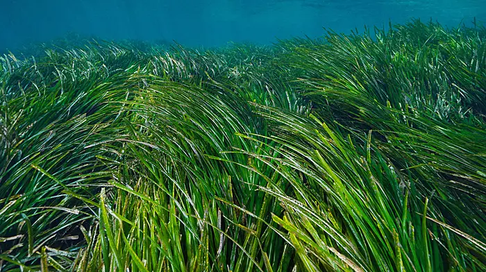 Project launched in West Cork bids to save seagrass around Irish coast Image