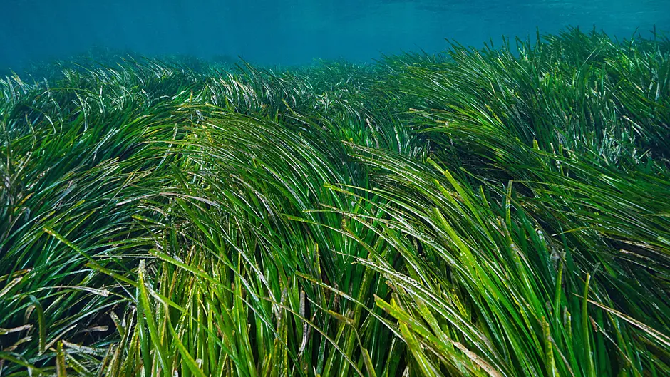 Project launched in West Cork bids to save seagrass around Irish coast Image