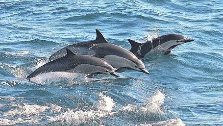 Fish farms may be confined to land Image