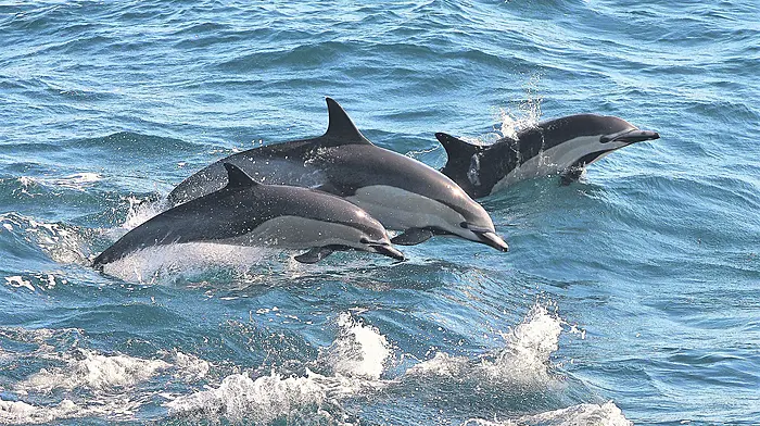 Fish farms may be confined to land Image