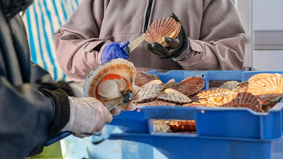 New post-Brexit support package for scallop fleet Image