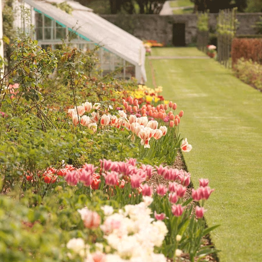 Event---Tulip-festival-