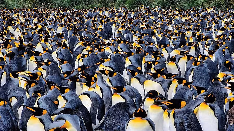 Mb---Rhez-Solano-1-PENGUINS