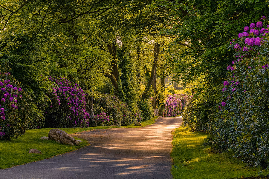 Gardens---Killeavy-Rhododendrons-May-24-2022-9-Edit-min-(1)