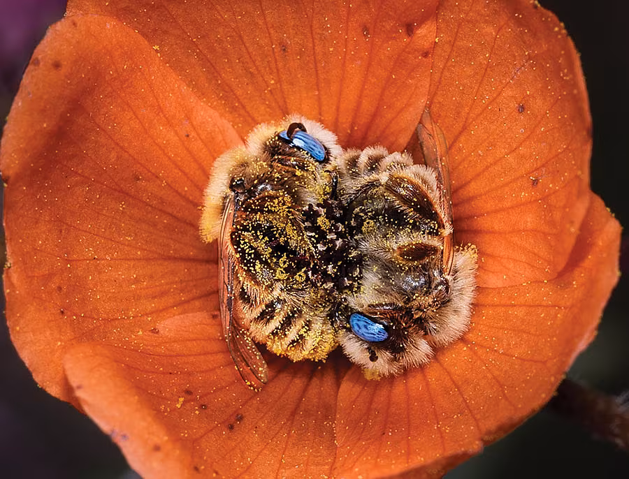 SLEEPING-BEES-JOE-NEELY-NATIONAL-GEOGRAPHIC