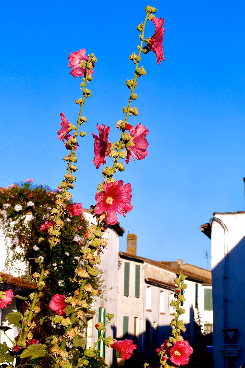 hollyhock