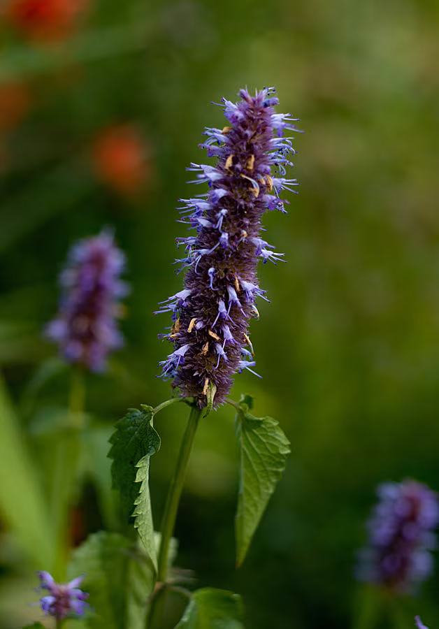 Leonie---agastache-blackadder-5613712