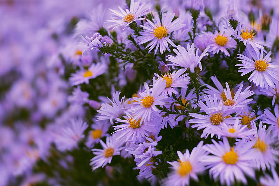 Leonie---aster-flower