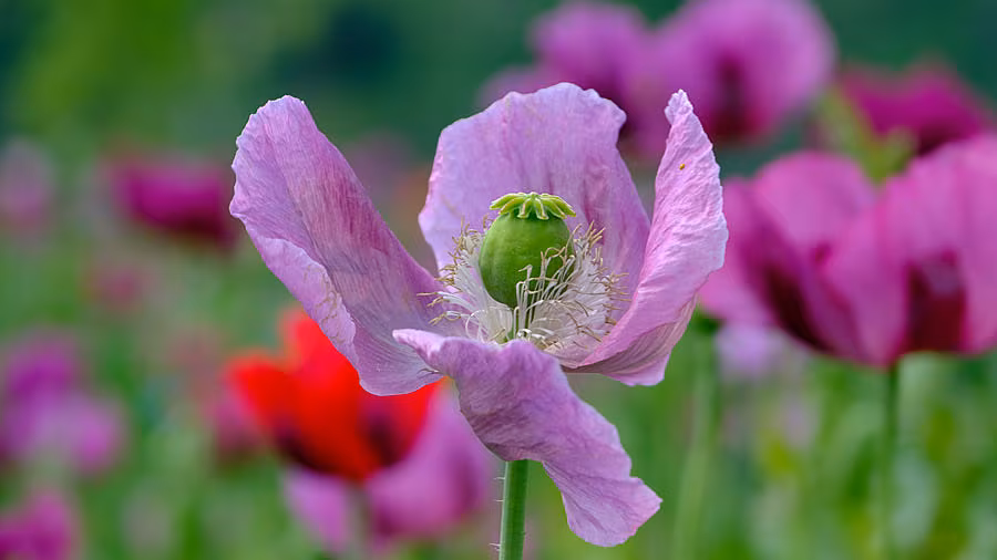 Leonie---poppy-5204048