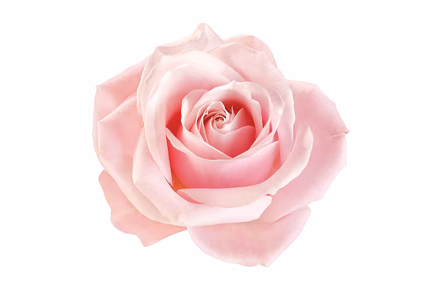 Rose---7592-pink-rose-flower-isolated-transparent-background