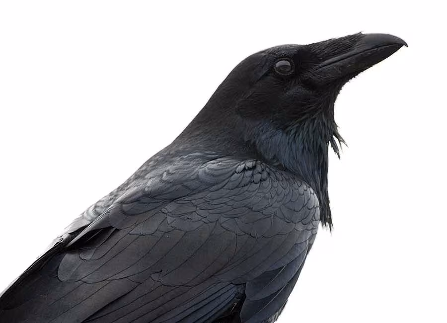 Moodboard---RAVEN