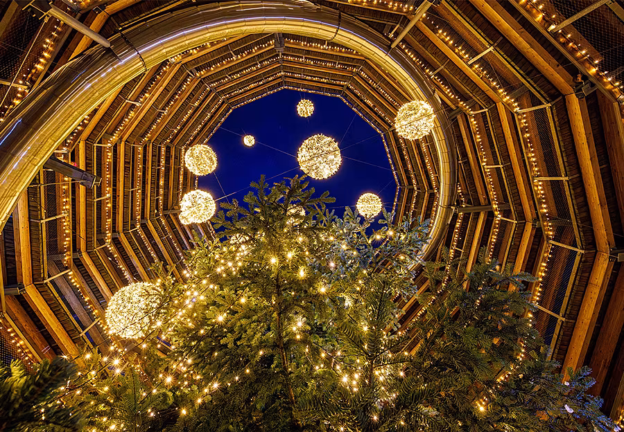 03-TreetopNightLights_Avondale