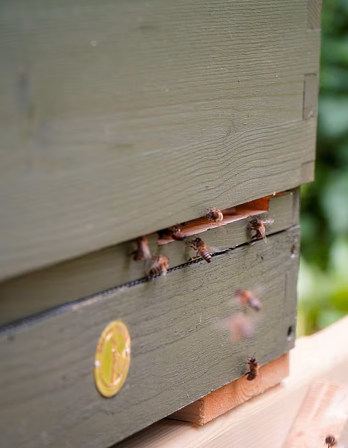 Catherine Carton Bee