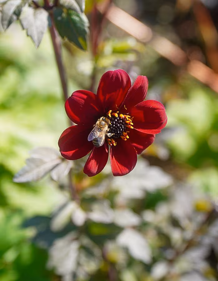 Catherine Carton Flower