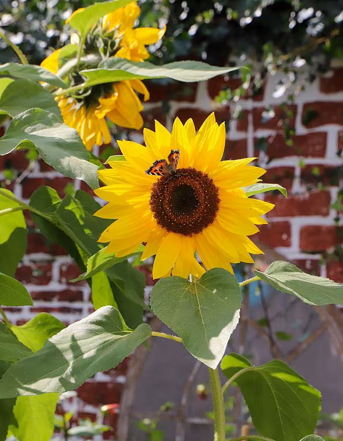 Catherine Carton Sunflower