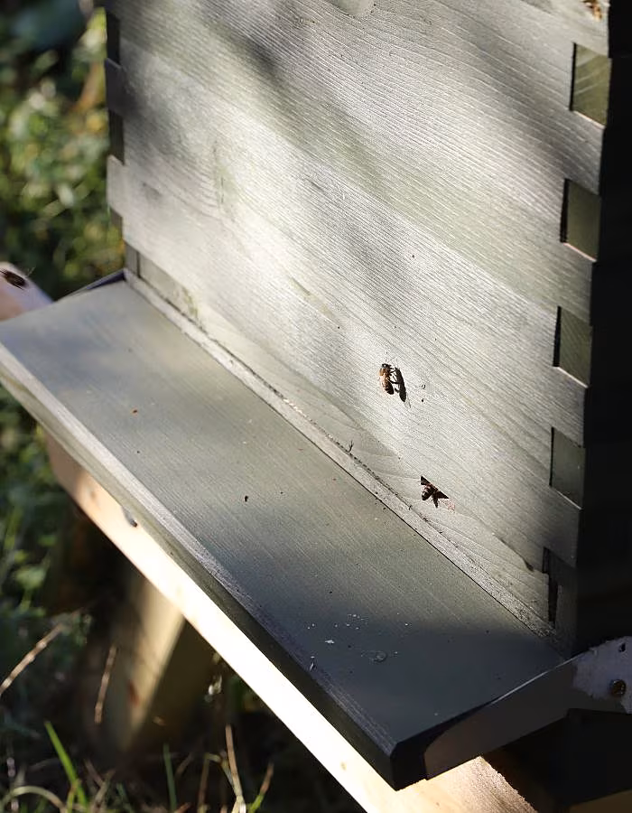 Hive