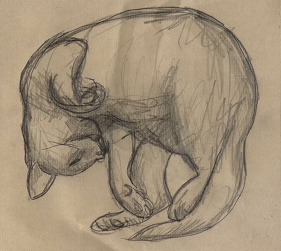 Fallon,-'Sketch-of-a-Cat'
