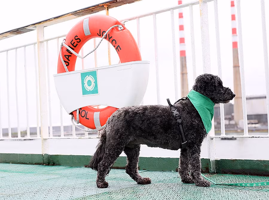 Irish-Ferries-Pet-Den-launched-by-rescue-dog,-Rue-(credit-Mark-Stedman)