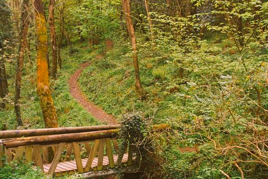 Newtown-Woods