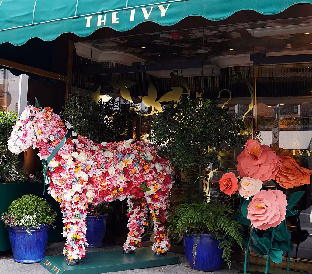 The-Ivy-Stallion