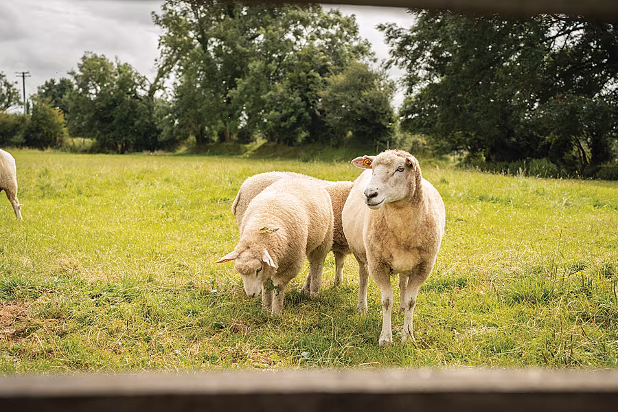 AVOCA-ANNOUNCES-HISTORIC-PARTNERSHIP-WITH-GALWAY-WOOL-CO-OP_2