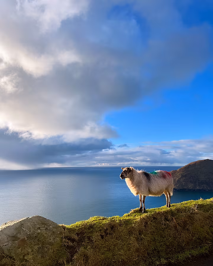 Achill-island-sheep-