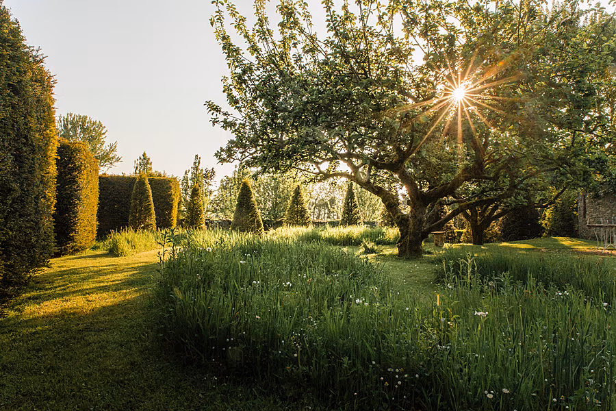 Food-fest---Sunrise-through-the-topiary-&-apple-tress-jpg