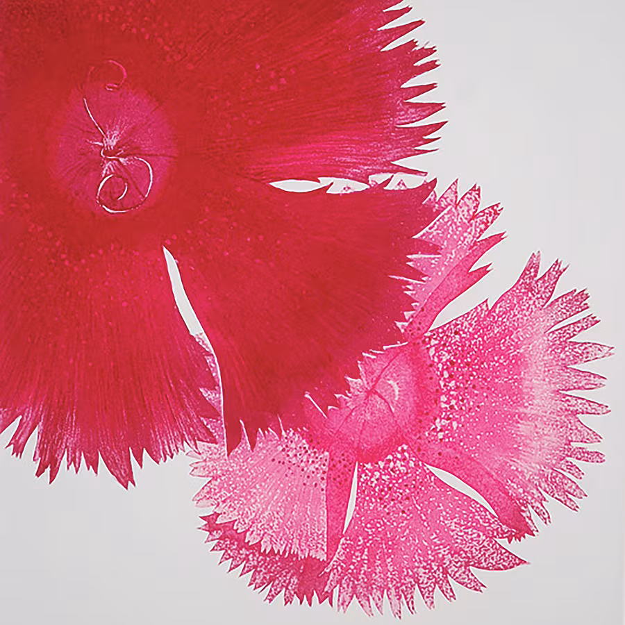 Dianthus-IV