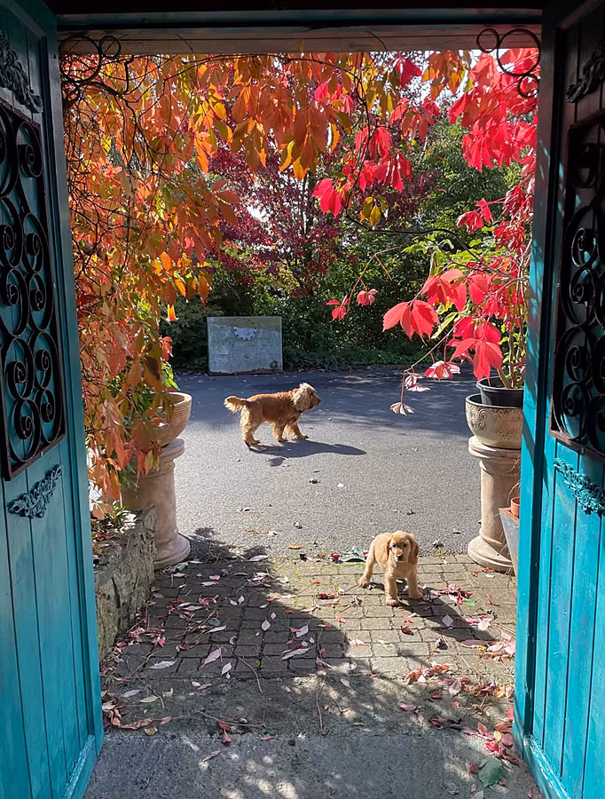 Poppy-Garden---Dogs