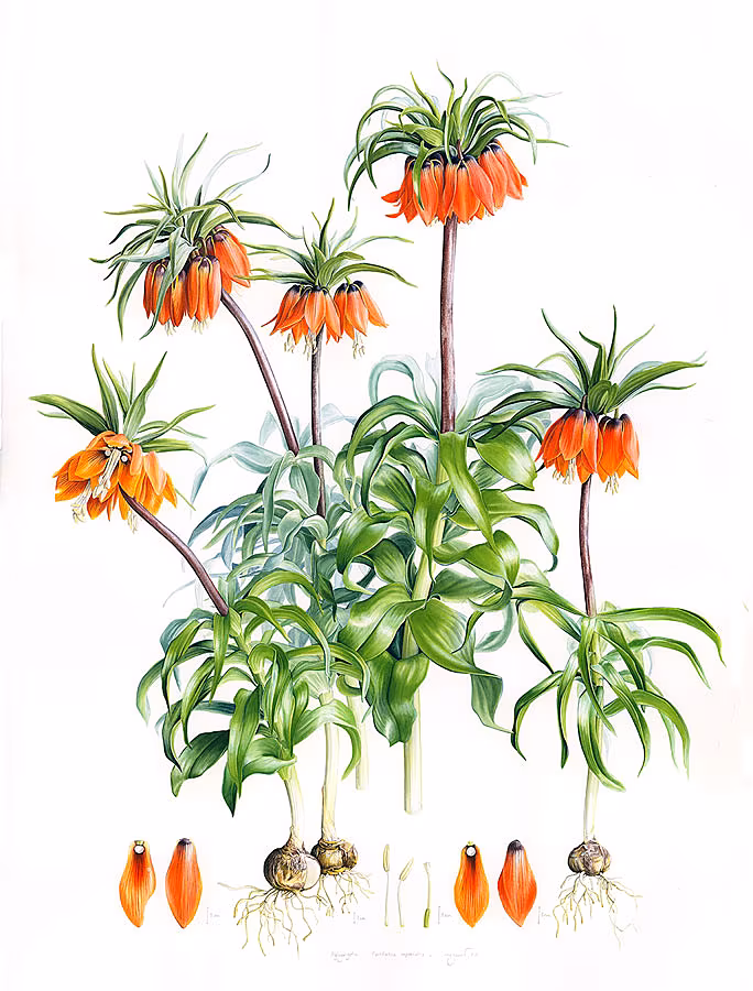 Fritillaria-imperialis-1---Edited---KK