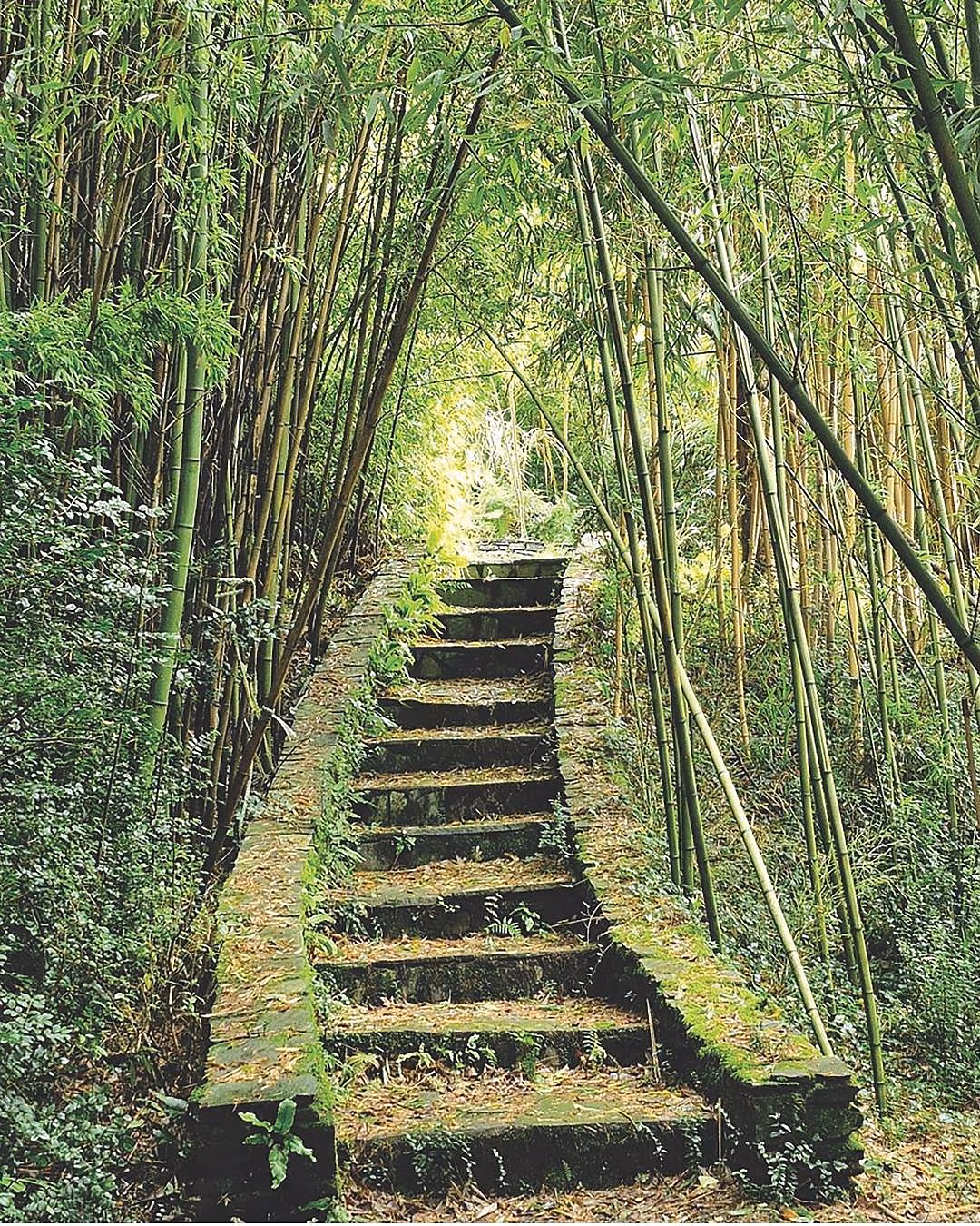 Glengarriff Bamboo Park