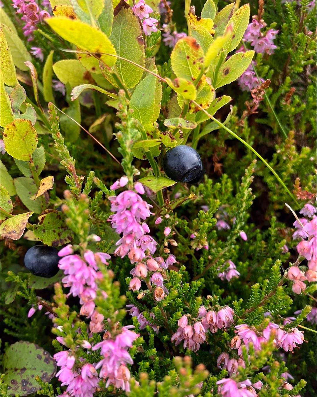 wild blueberry