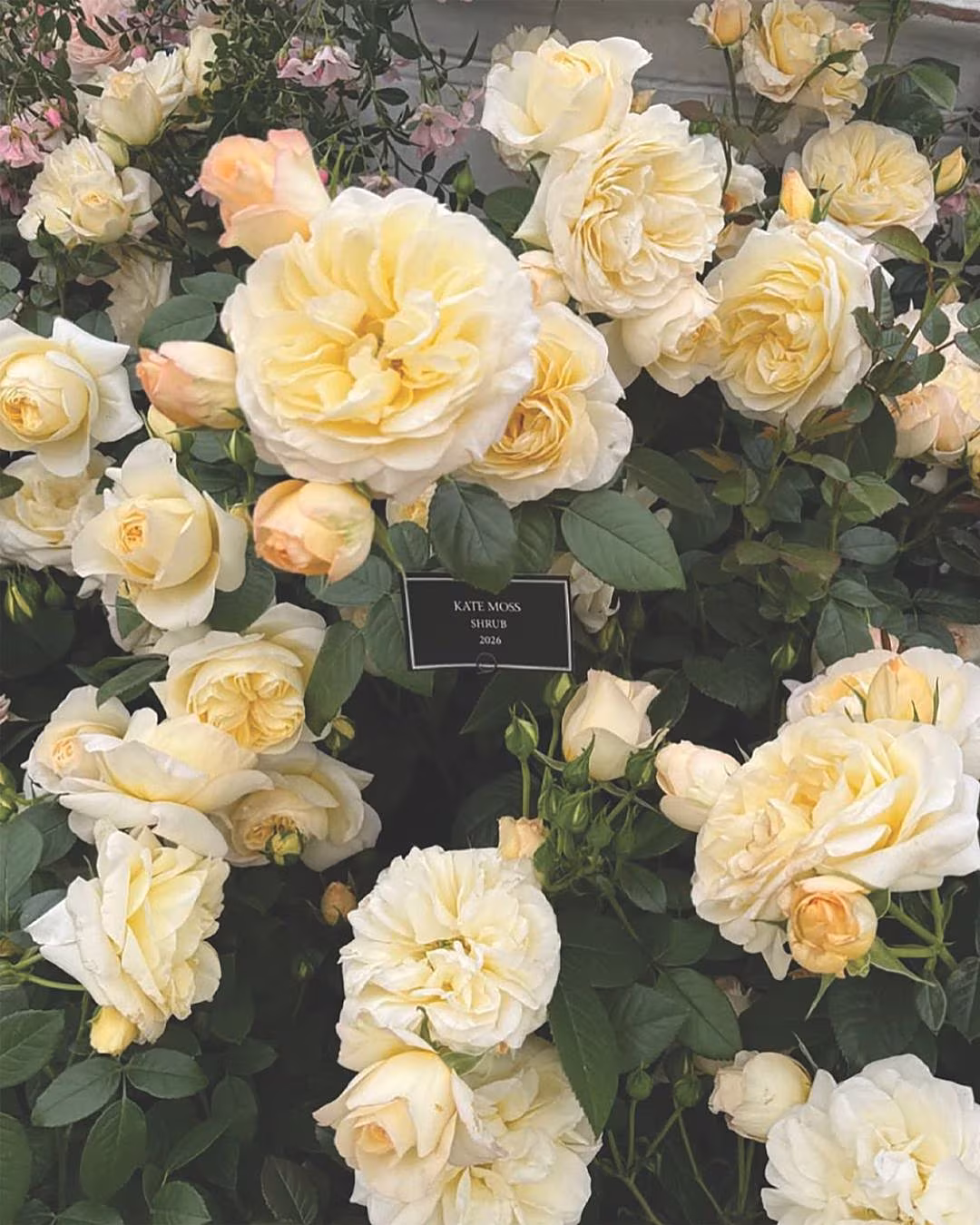 Kate Moss rose