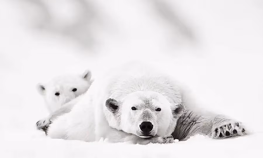 Svalbard-Polar-Bear-Explorer---Small-Ship-Cruise---Natural-World-Safaris