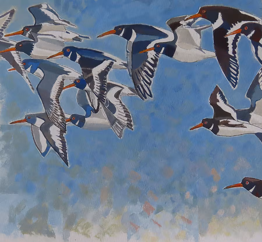 Daróg_Sacha-Hutchinson_Oystercatchers--Furbo