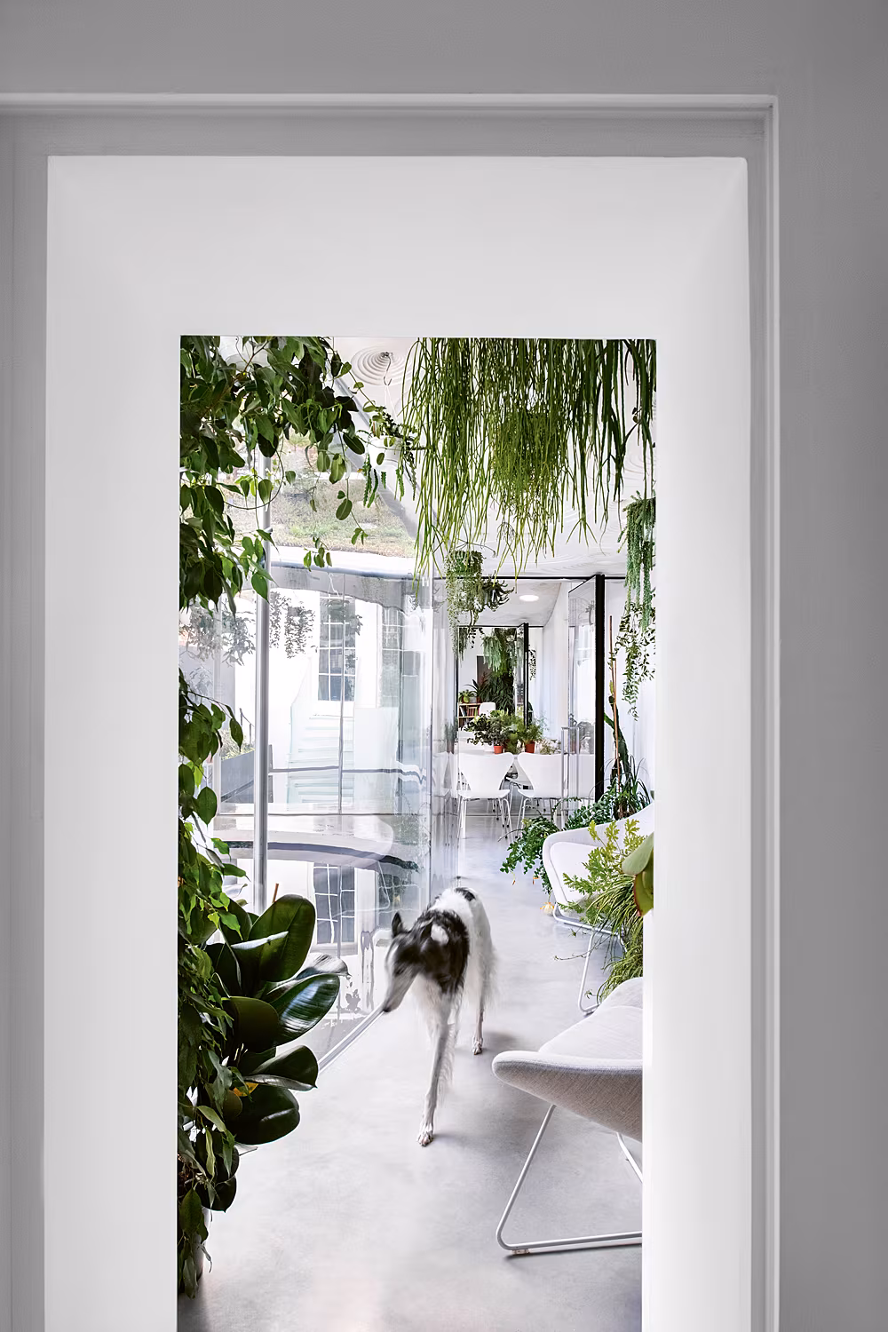 The-Gloss-Magazine-Dogs-Life-Interiors-2
