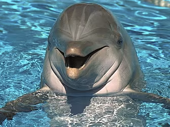 Dusty The Dolphin In Doolin